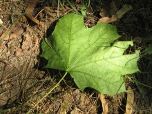 Leaf of a maple / ***