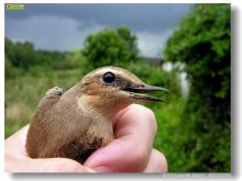 Ein Spatz in der Hand / ***