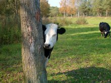 Wer ist nicht versteckt, weiß ich nicht schuld ... / ***