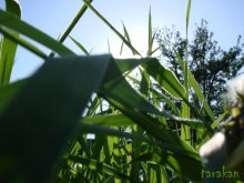 Gemeinsame Gras;)) / ***