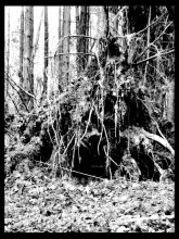Roots / ***