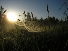 hauchdünnen Geschöpf der Nacht ... Morgen Weber / ***