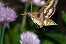 Reveler Ackerwinde (Sphinx convolvuli) / ***