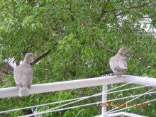 Komm pomirimsya / ***