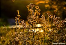 Das Leben auf dem Gras / ***