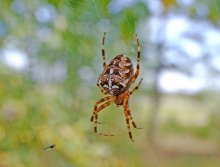 Auf der Welt, und der Tod ist rot / ***