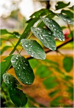 Bücherschrank / ***