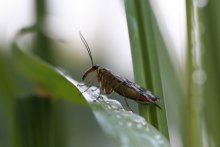 Fliegen / ***