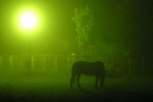 grüner Nebel / ***