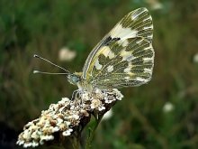 Schmetterling / ***