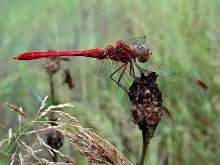 Libelle / ***