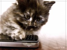 Mobile Werbung Katze / ***