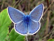 Schmetterling / ***