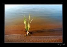 Im nächsten Sommer. Still Life. / ***