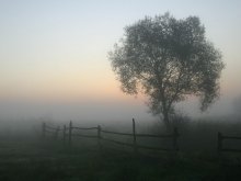Nebel / ***