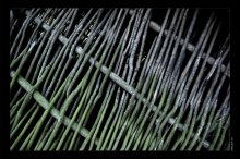 Wattle / ***