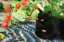 Martha und orange / ***