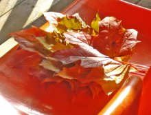 Herbst / ***