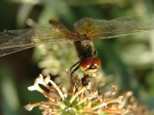 Libelle / ***