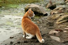 Red Cat / ***