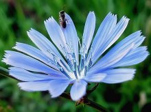 auf einer Blume / ***