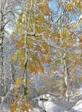 Treffen im Herbst in den Winter. / ***