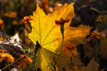 Autumn ... / ***