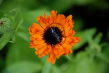 Erinnerungen an den Sommer / ***
