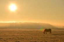 Steigen im Dezember / ***