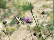 Papilio machaon / ***