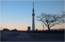 *sky tree Tokyo* / *sky tree Tokyo#