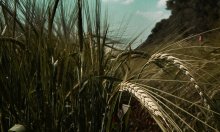 versteckt von der Ansicht / 20.06.2012