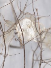 Winter / ***