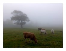 Breakfast ... im Nebel ... / ***