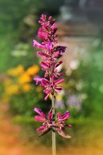 Floret / ***