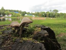 Pilze auf einem Spaziergang / ***