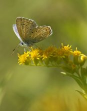 Kupfer-Schmetterling / ***