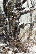 Old Oak / ***