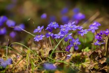 Der Frühling kommt / ***