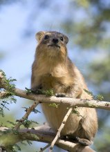 Cape Hyrax / ***