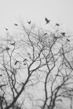 Ohne Titel / ***