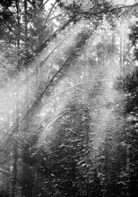 das Licht sehen / *****