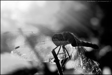 Dragonfly / ***