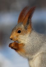 Eichhörnchen im Wintermantel / ---