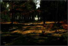 Nacht im Wald / ***
