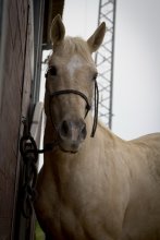 Lucy))) / ............