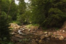 Carpathian Dschungel / *****
