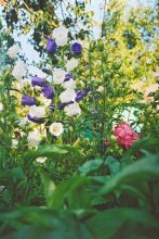 Blumen im Garten / ***