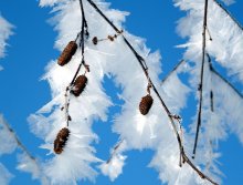 Birch frost / ***