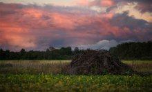 field nest / field nest